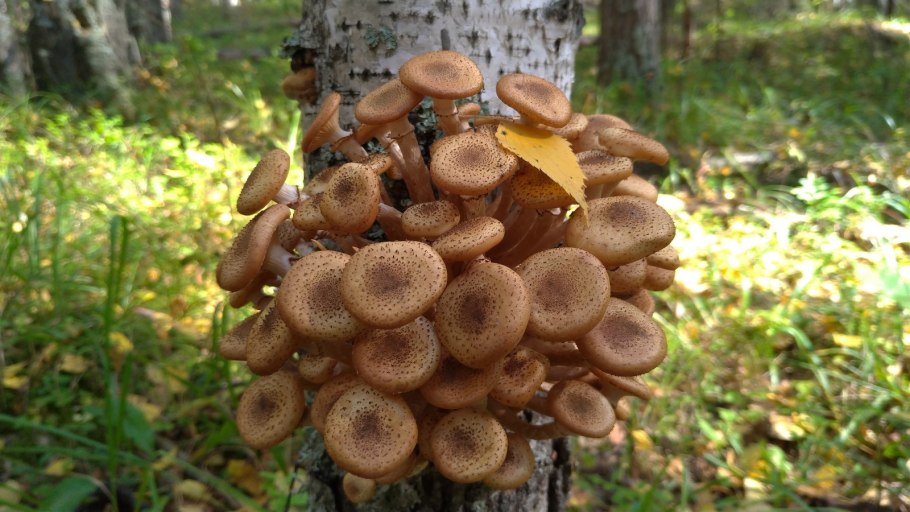 Курская область грибы опята