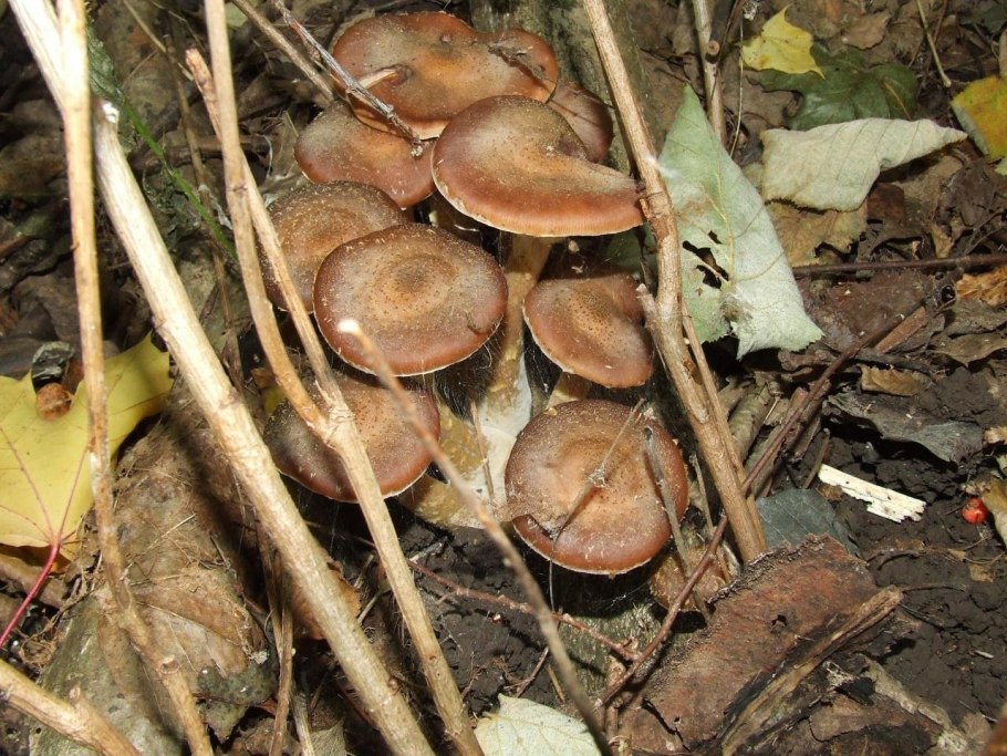 Опенок осенний темный