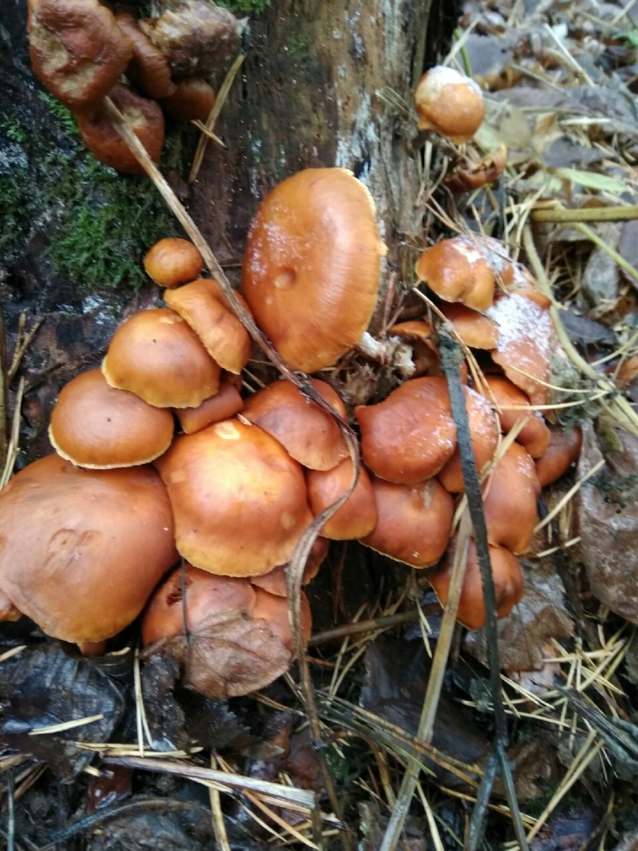 Тихая охота на грибы опята