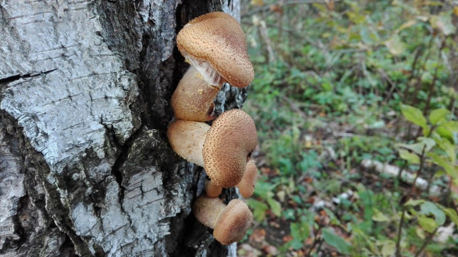 Гриб опёнок осенний