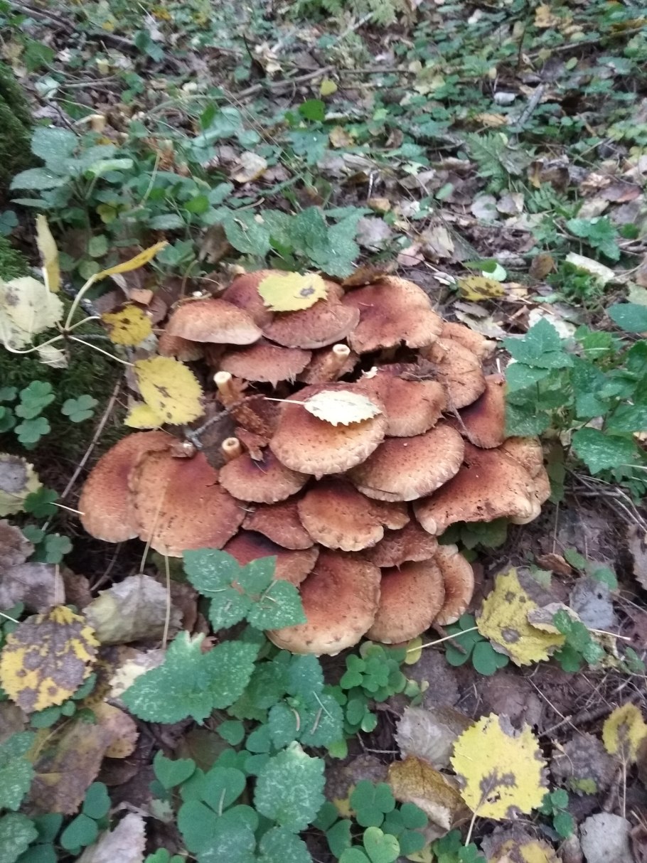 Опёнок осенний королевсуий