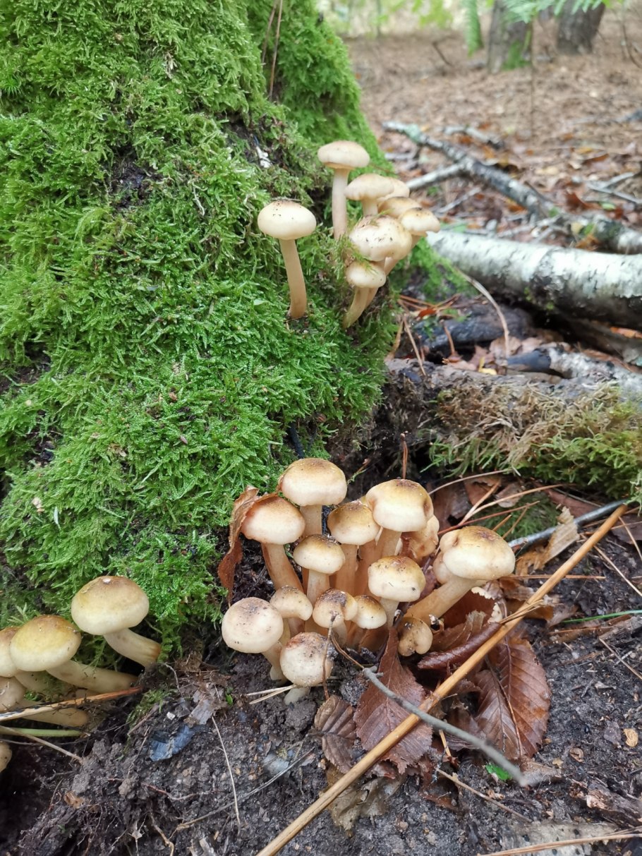 Опята в лесу