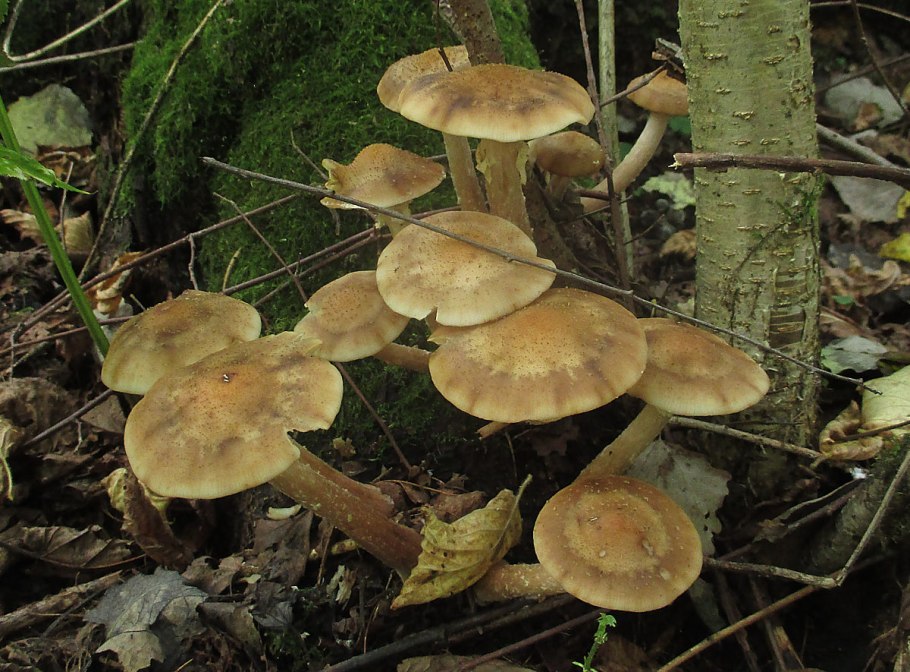 Опята в грядках