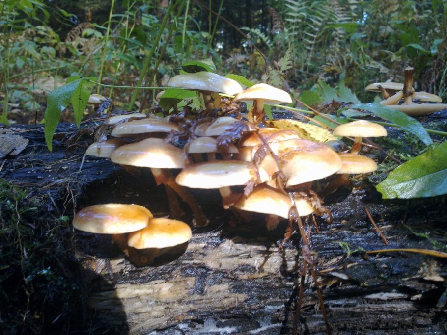 Опенок темный Armillaria ostoyae