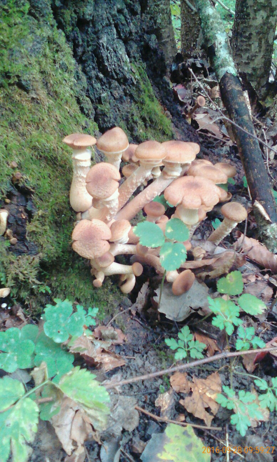 Опята большие