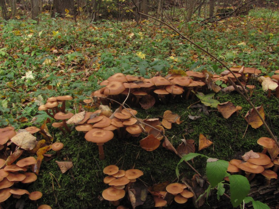 Опята поздние осенние