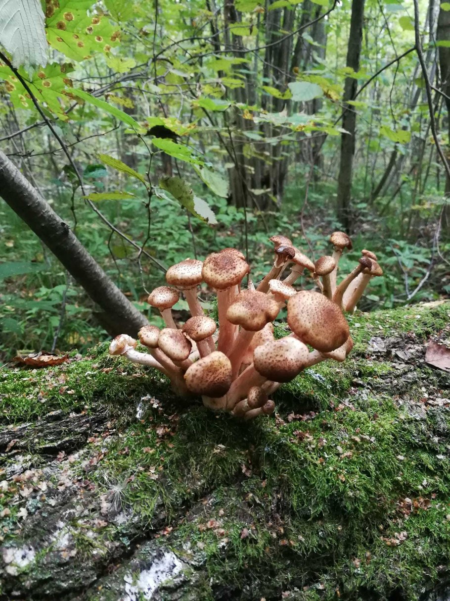 Лесные грибы