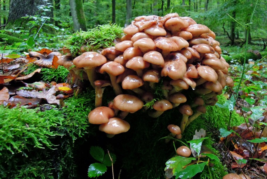 Грибница опенка темного Armillaria ostoyae