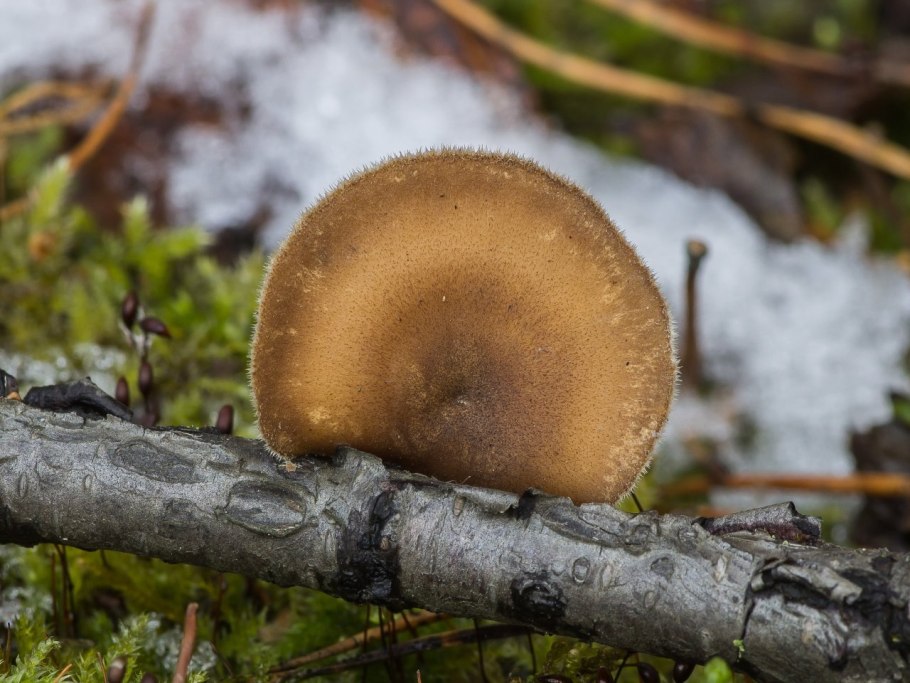 Трутовик зимний Polyporus brumalis