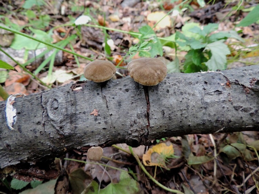 Полипорус зимний