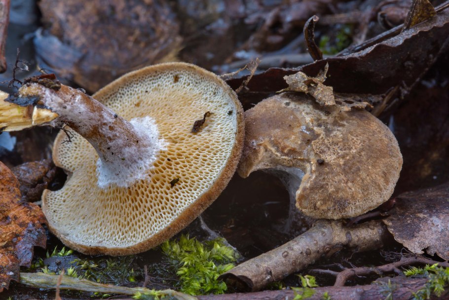 Трутовик зимний Polyporus brumalis