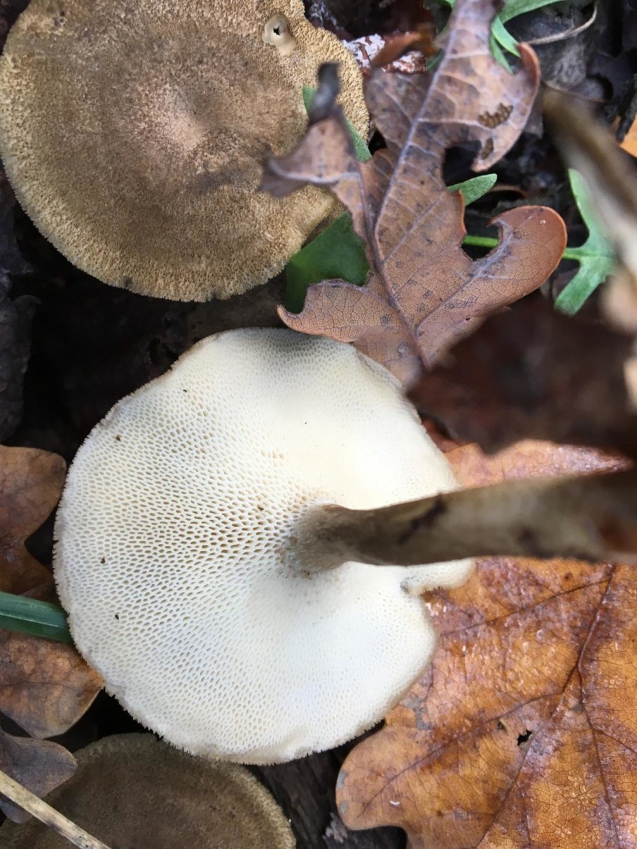 Трутовик зимний Polyporus brumalis