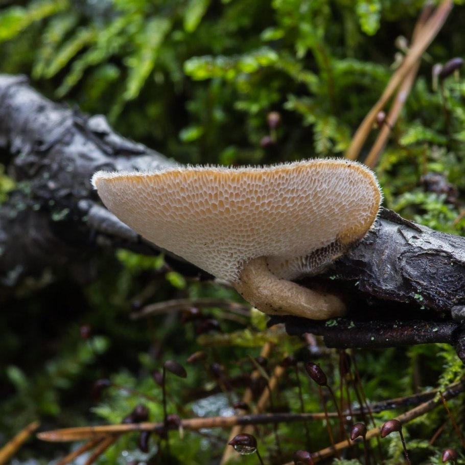 Polyporus brumalis