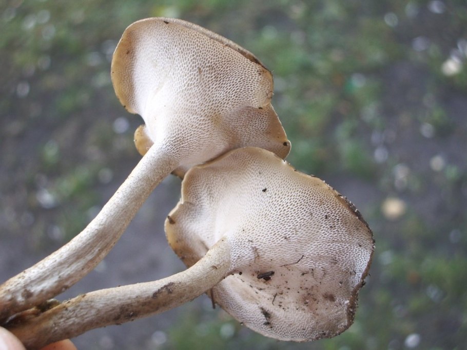 Ежовик гриб