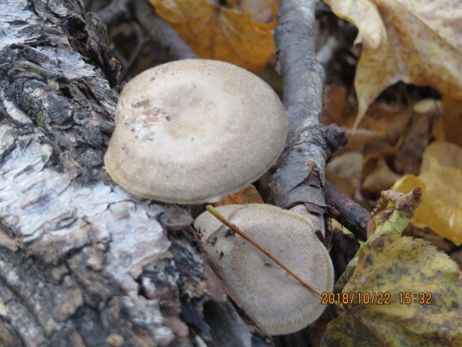 Трутовик изменчивый (Polyporus varius)