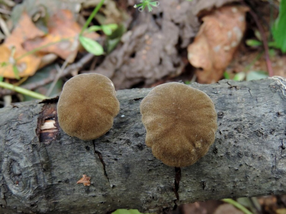 Грибы Приморского края Рыжик