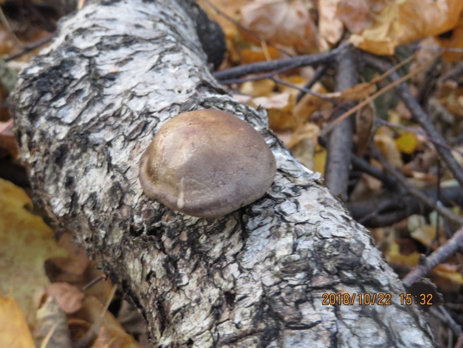 Гриб трутовик зимний