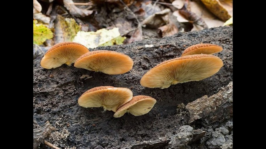 Лентинус трутовик зимний