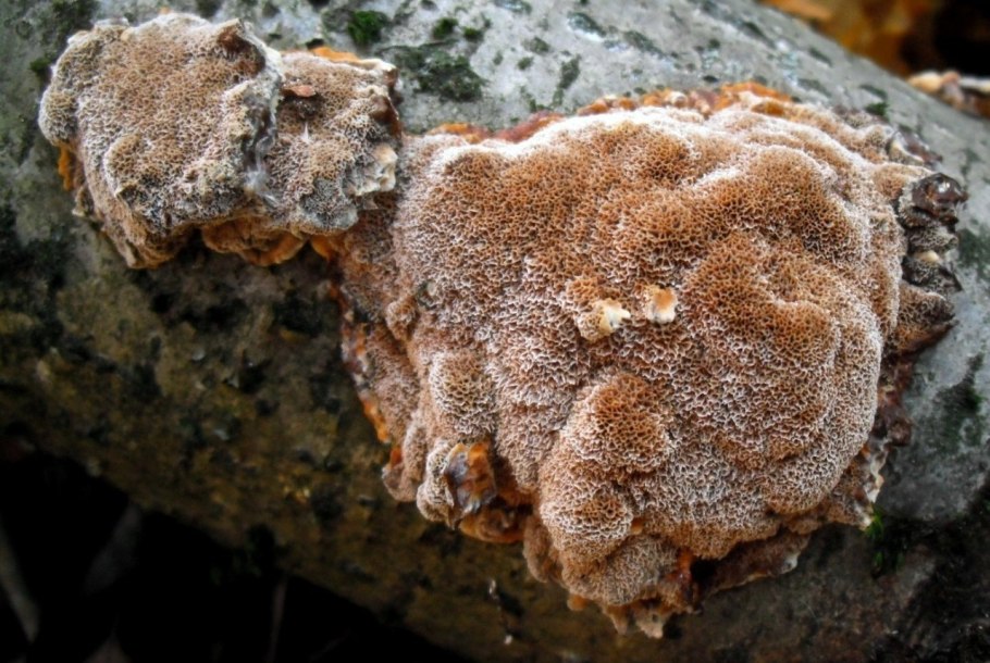 Грибы в соснах