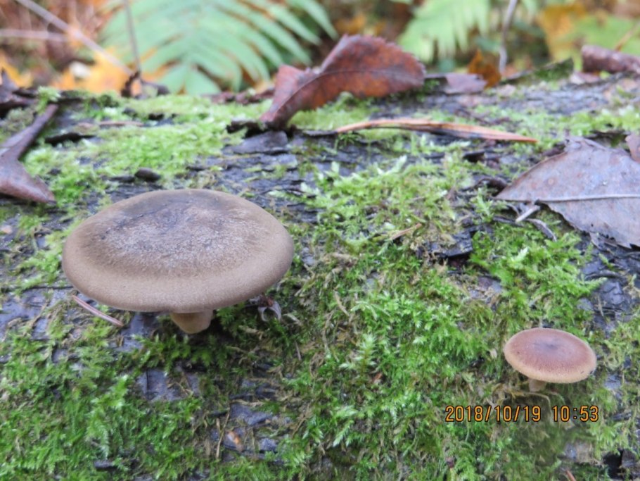 Зимние грибы на деревьях