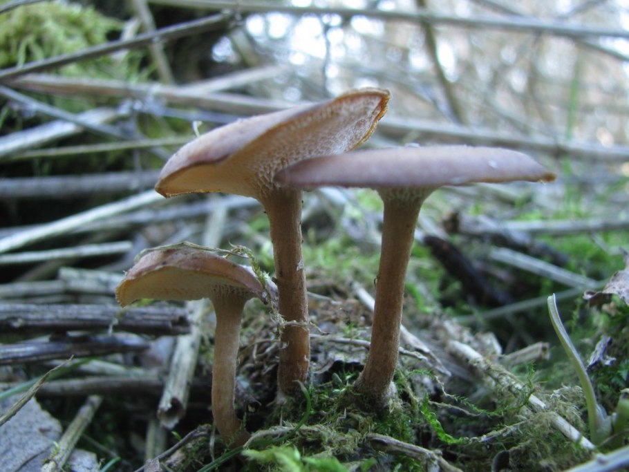 Грибы растут на других грибах