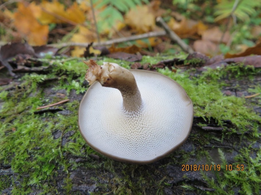 Трутовик зимний Polyporus brumalis