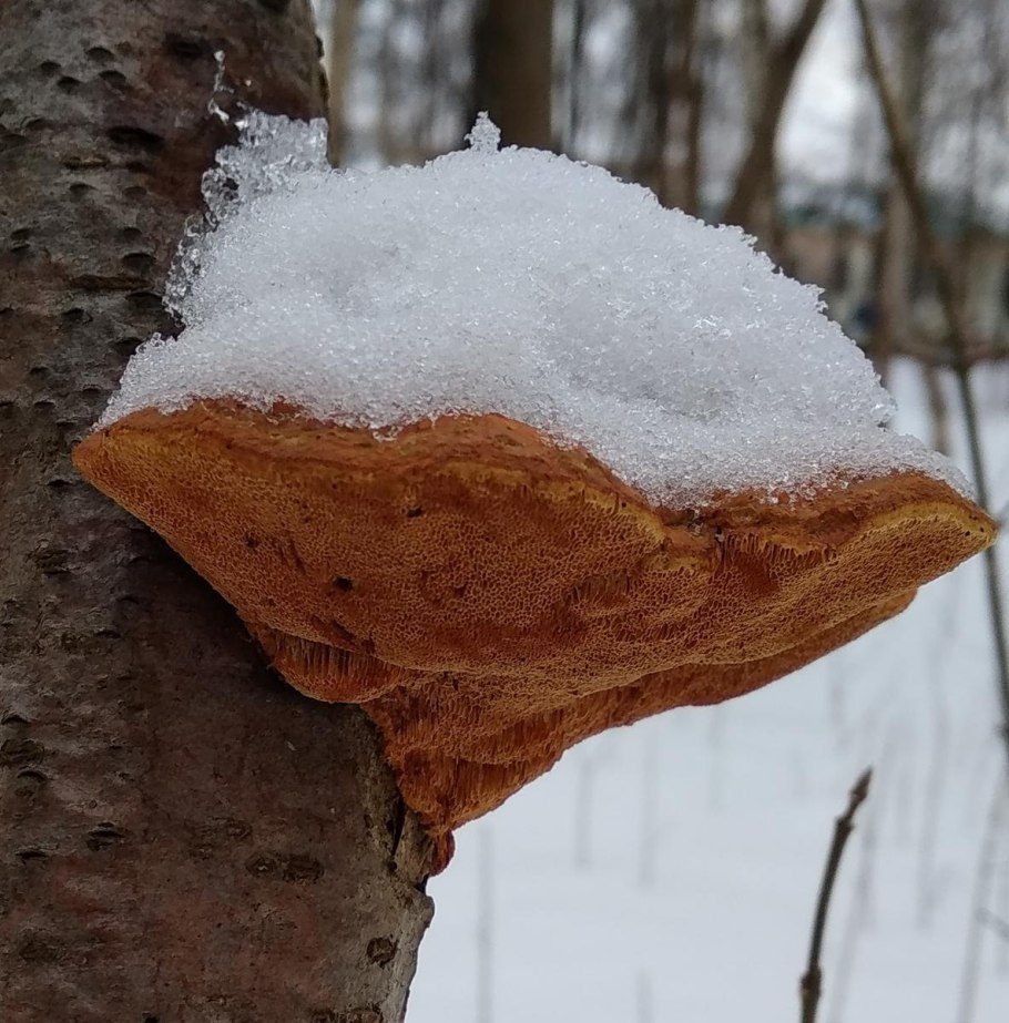 Гриб трутовик ежовый