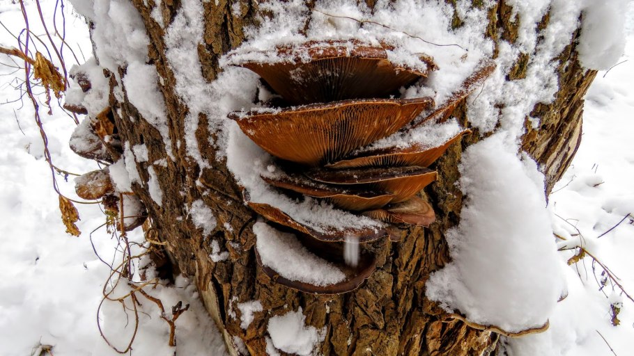 Приморский край грибы трутовики
