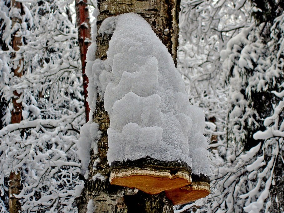 Криптохил красноватый