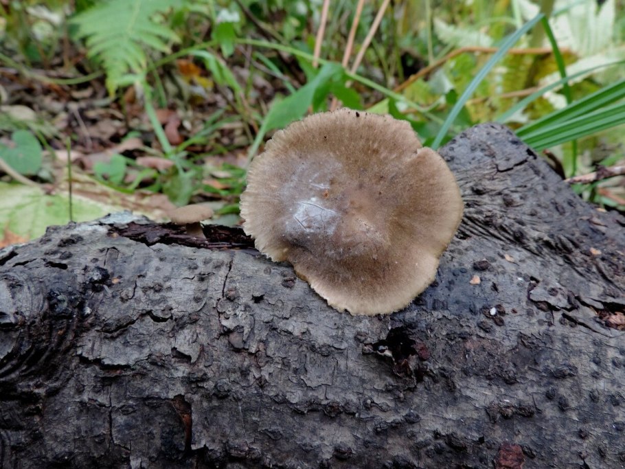 Грибы Приморского края маслята