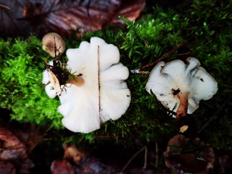 Грибы растущие на гниющих ветках