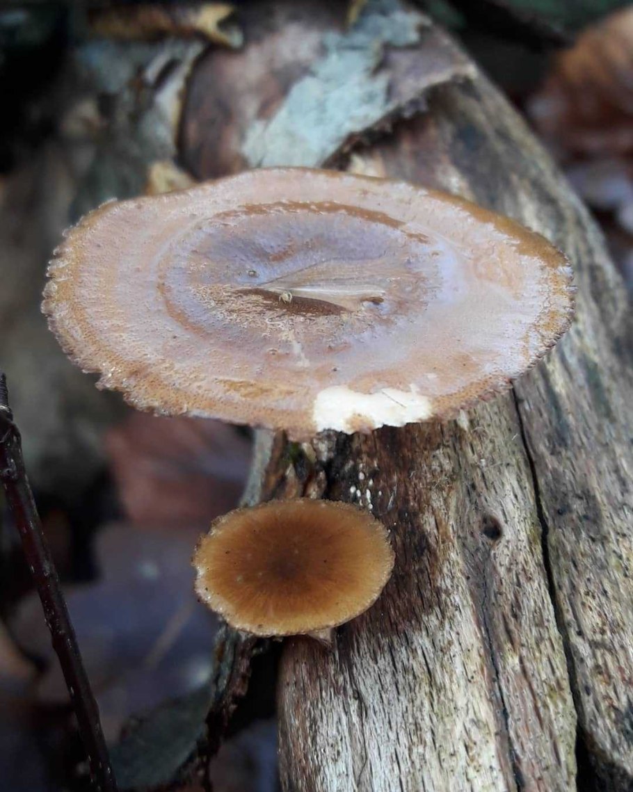 Гриб трутовик ямчатый