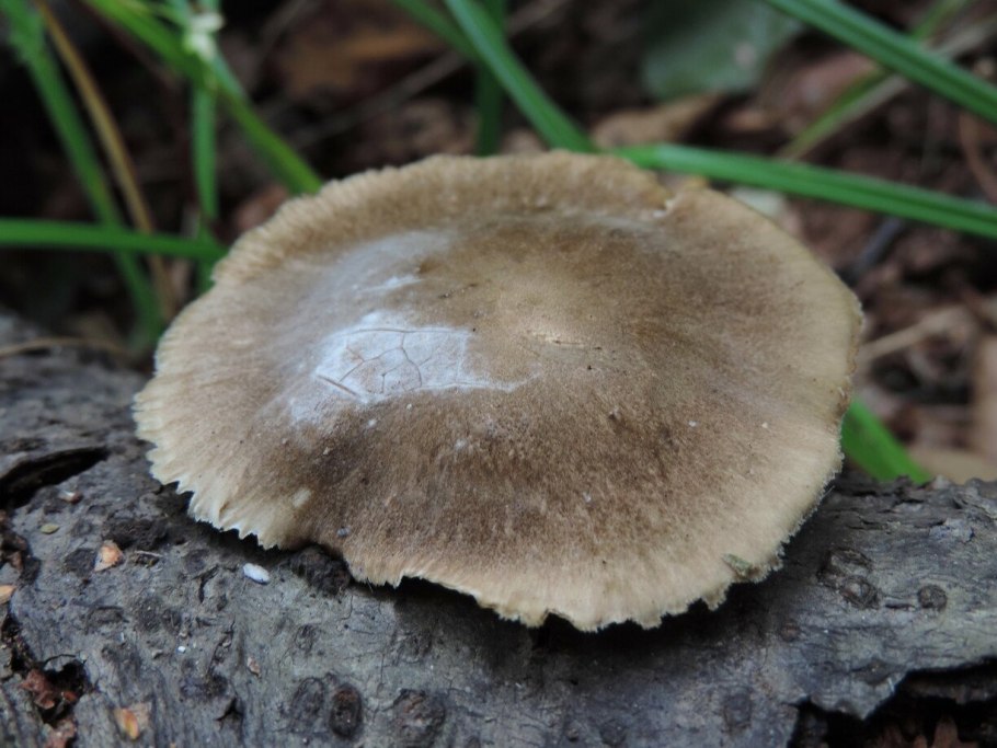 Приморский край грибы трутовики