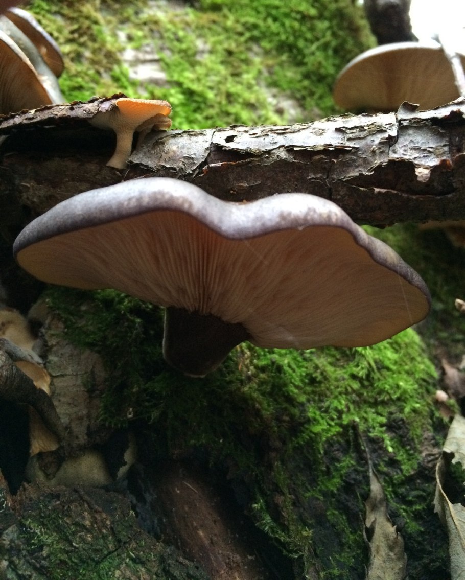 Лентинус трутовик зимний