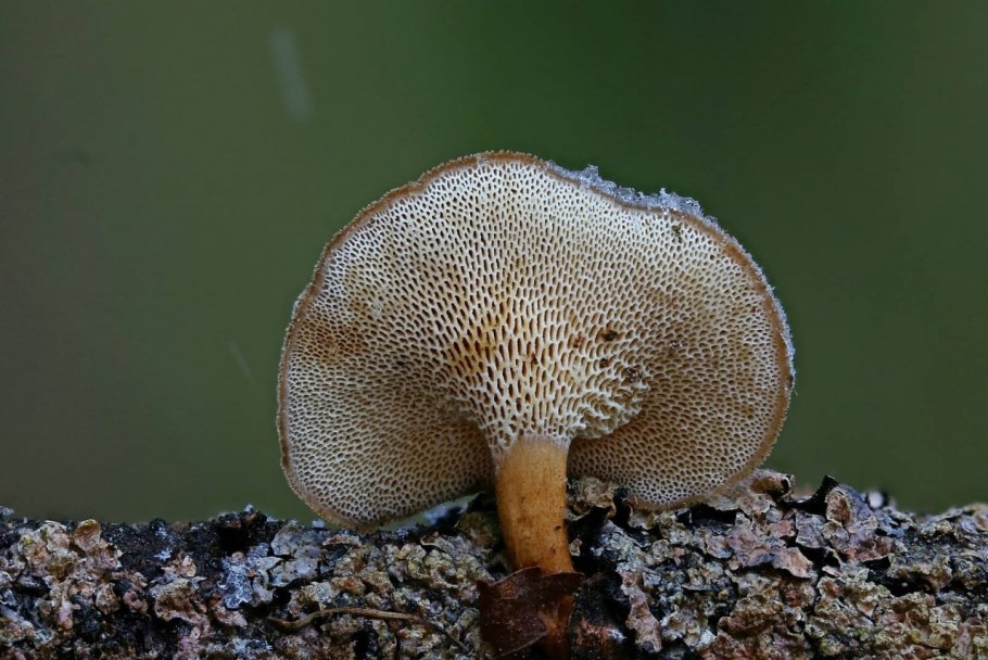 Polyporus brumalis