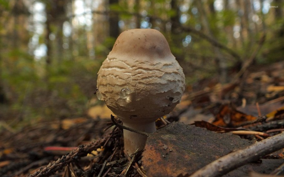 Гриб-зонтик краснеющий macrolepiota rhacodes