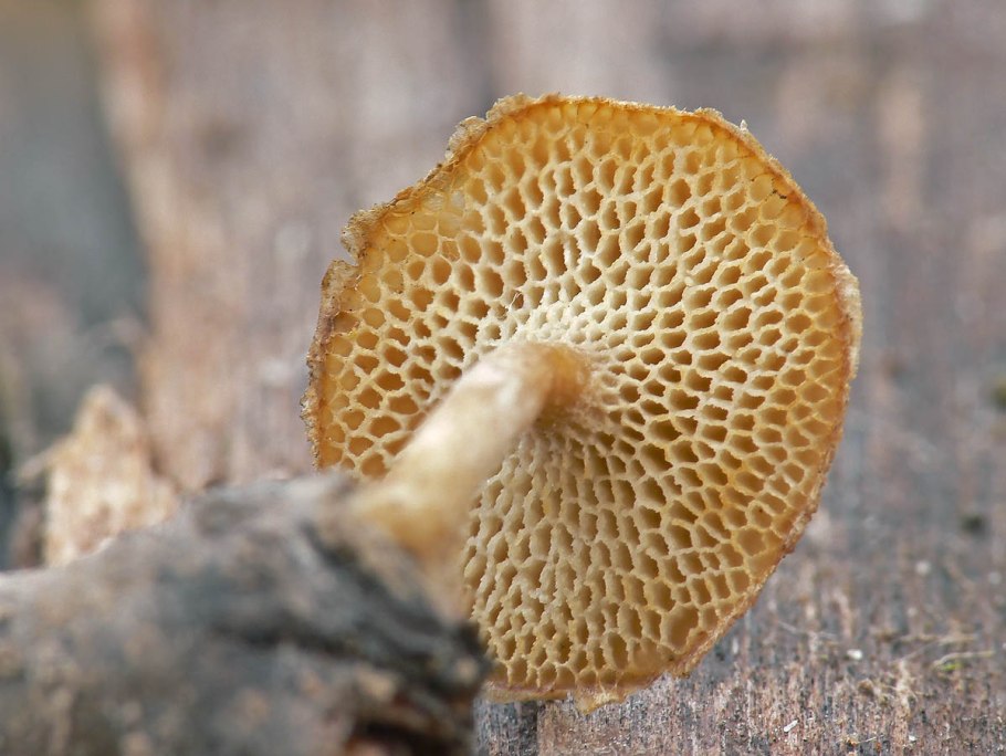 Polyporus brumalis