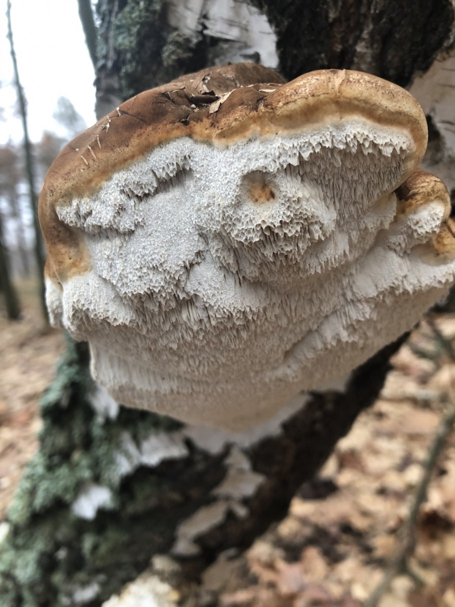 Трутовик горбатый