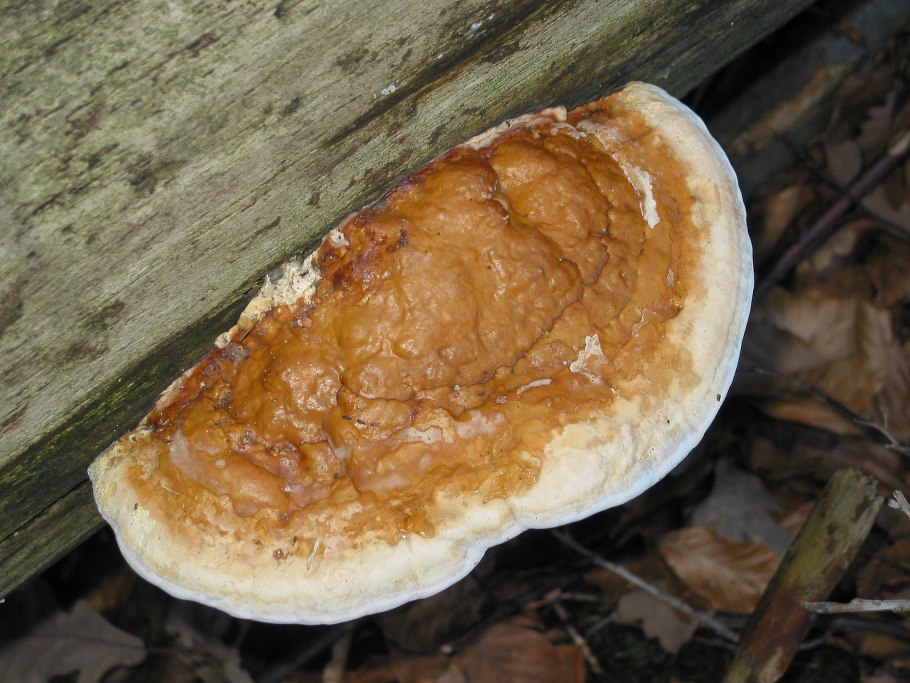 Гапалопилус красноватый