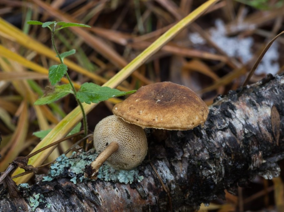 Гриб трутовик зимний