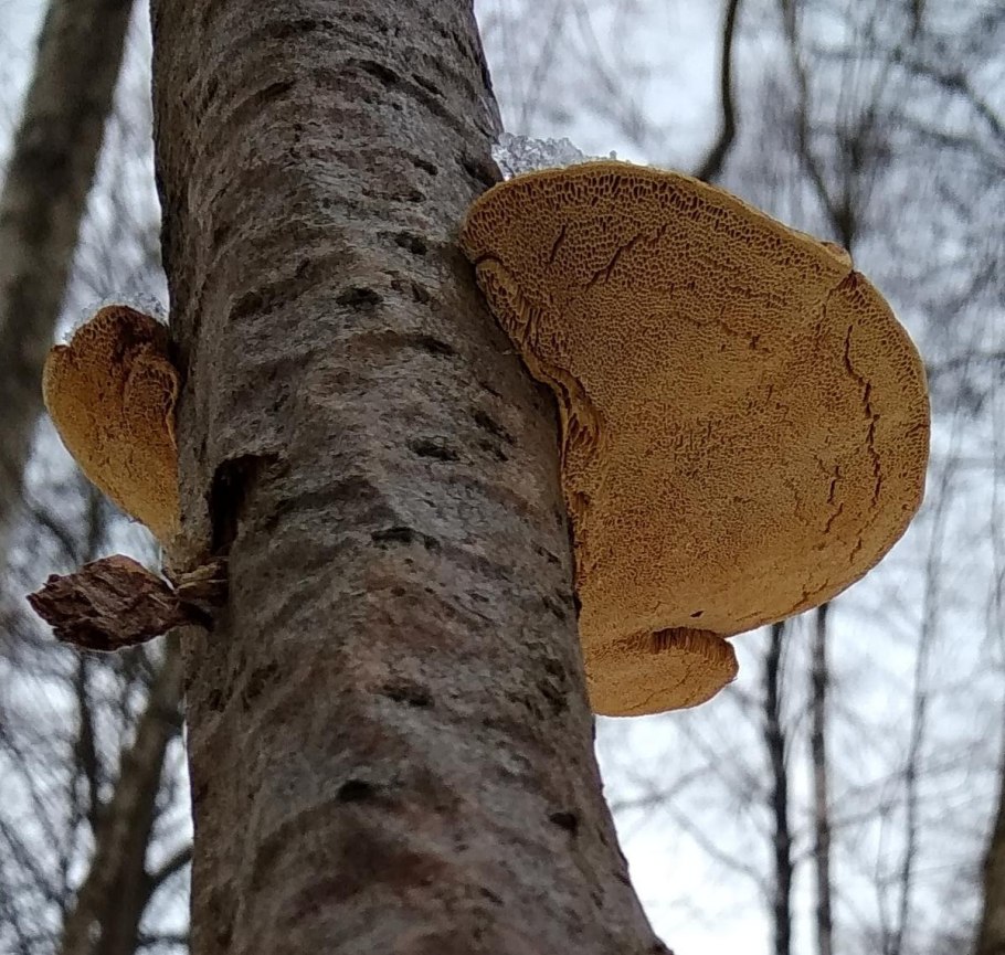 Hapalopilus rutilans