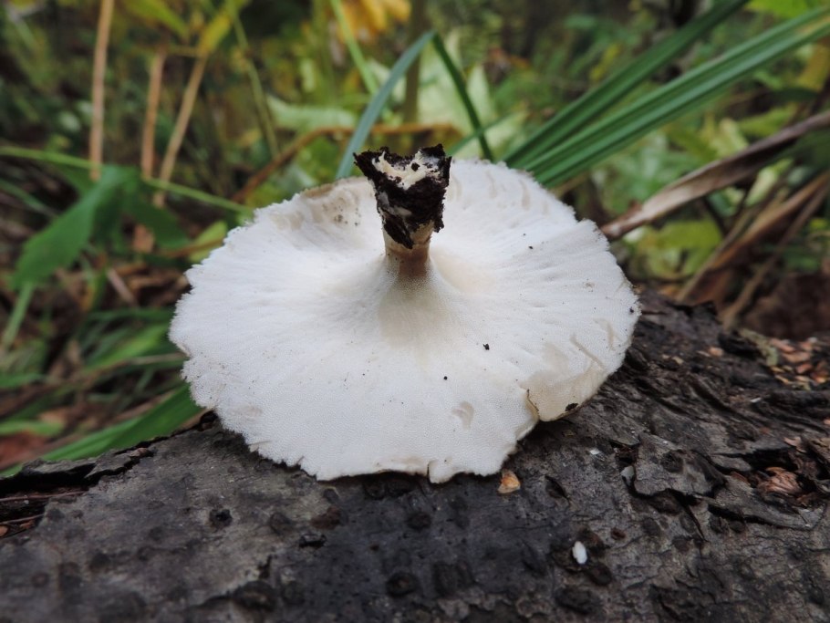 Горный шампиньон Приморье