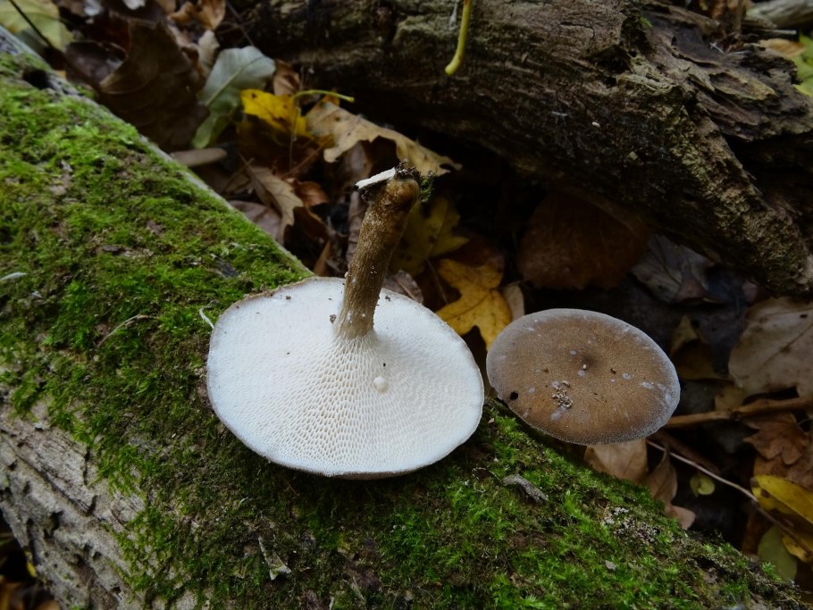 17. Трутовик зимний – Polyporus brumalis