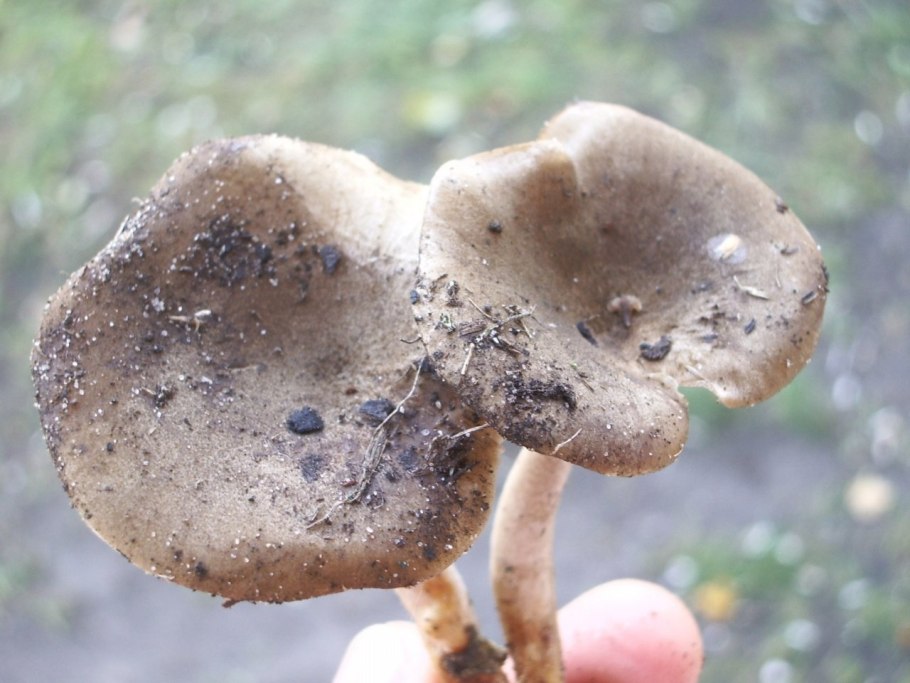 Грибы Приморского края Рыжик