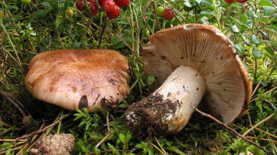 Рядовка погубленная Tricholoma pessundatum