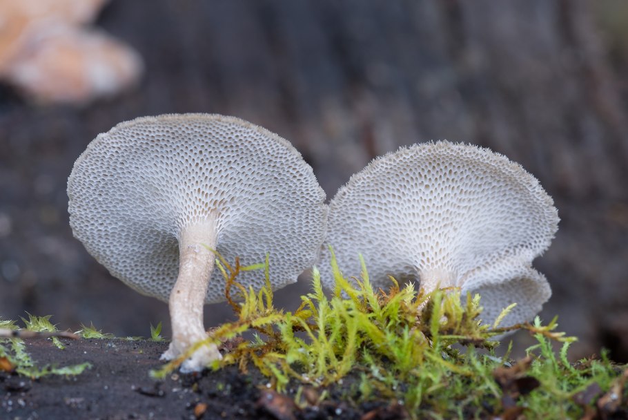 Полипорус зимний