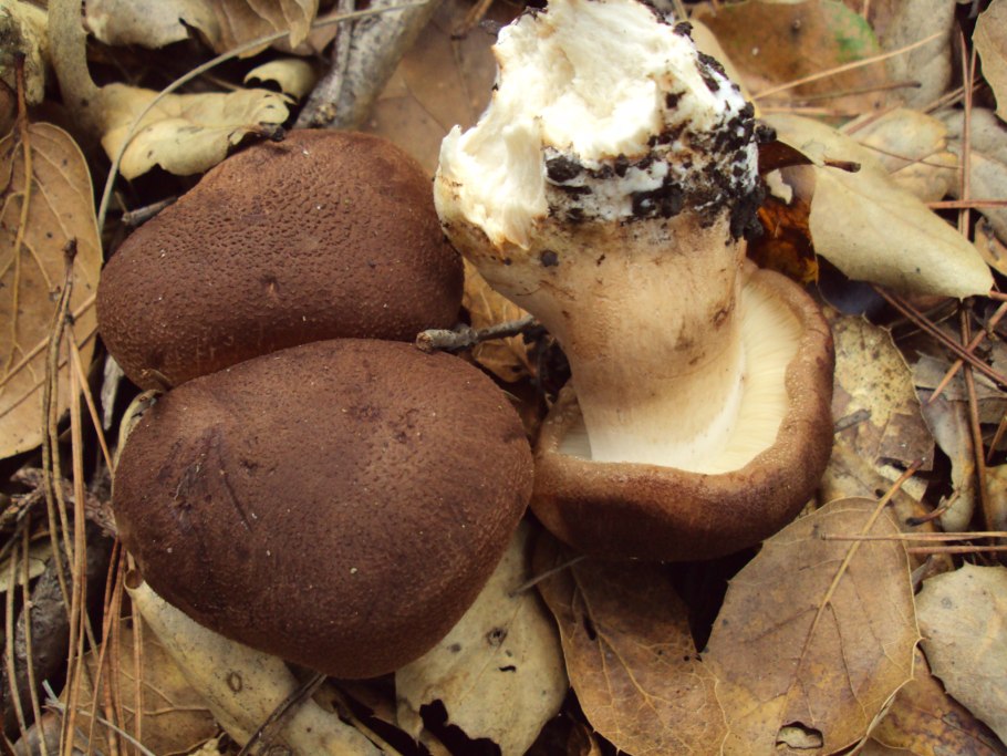 Рядовка Чешуйчатая Tricholoma imbricatum