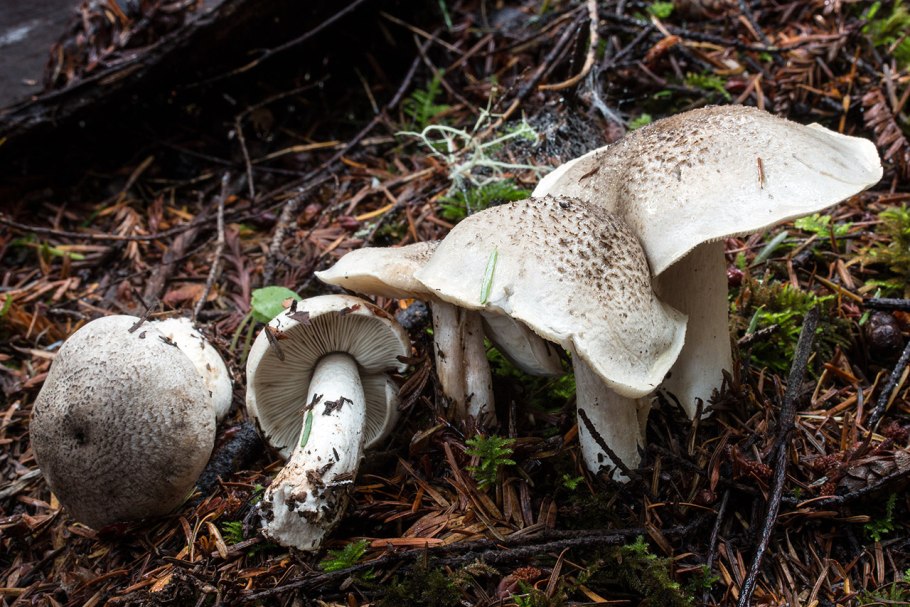 Рядовка тигровая Tricholoma pardinum