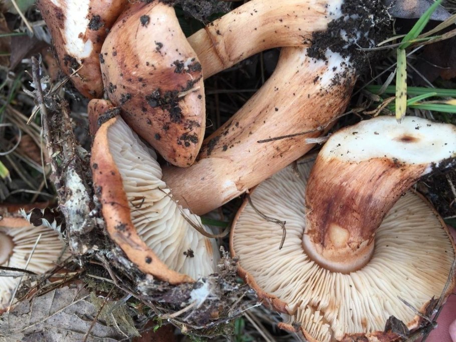 Рядовка надломленная Tricholoma batschii
