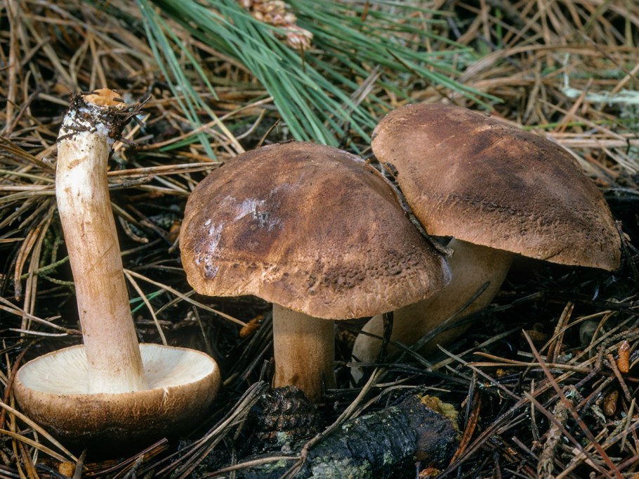 Рядовка коричневая Tricholoma imbricatum